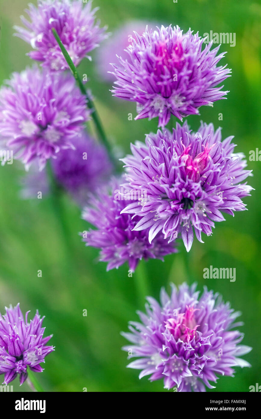 Allium schoenoprasum aglio erba cipollina, Cinese di erba cipollina Foto Stock