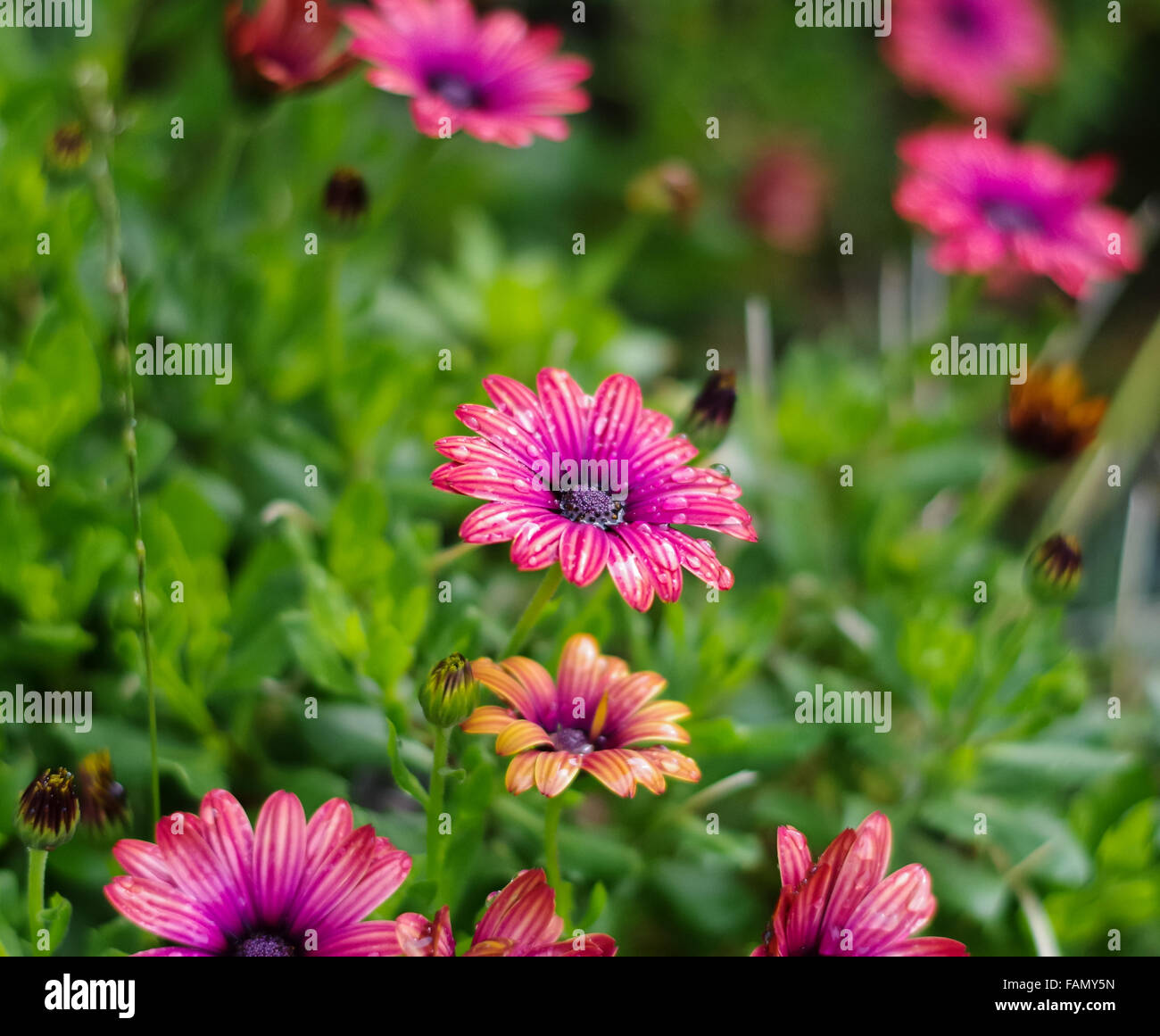 Rosa e viola / Osteospermum Cape Daisy della Astra Outback varietà porpora, alcune gemme e alcuni in Bloom, subito dopo la caduta di pioggia. Foto Stock