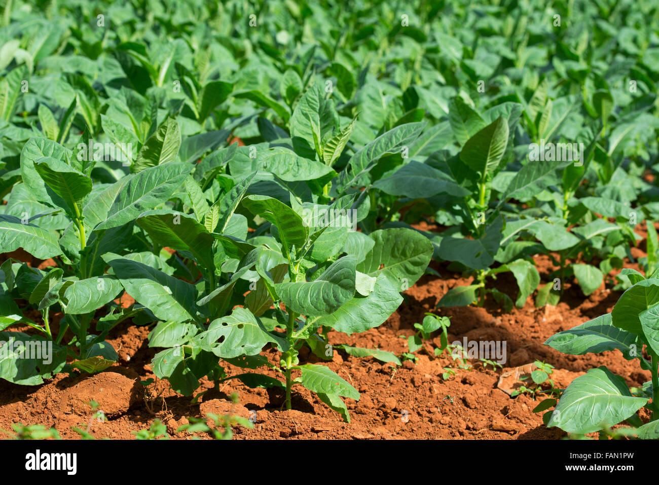 Foglie di tabacco crescente Foto Stock