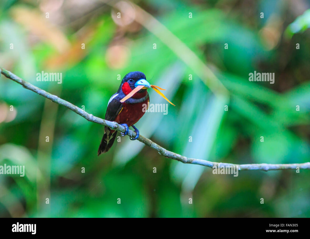 Bird in natura, Nero-rosso Broadbill appollaiate su un ramo Foto Stock
