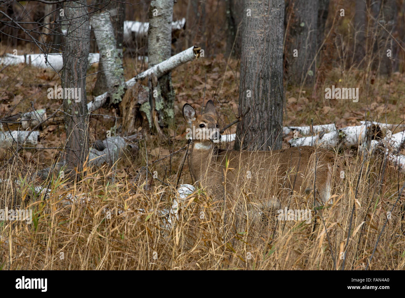 White-tailed deer Foto Stock