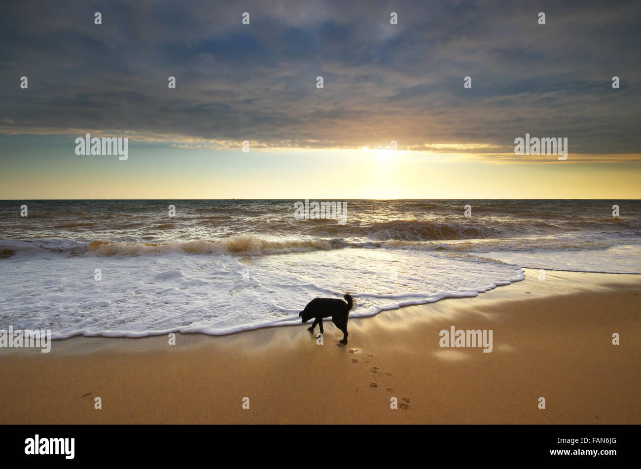 Cane di camminare sulla spiaggia al tramonto. Foto Stock