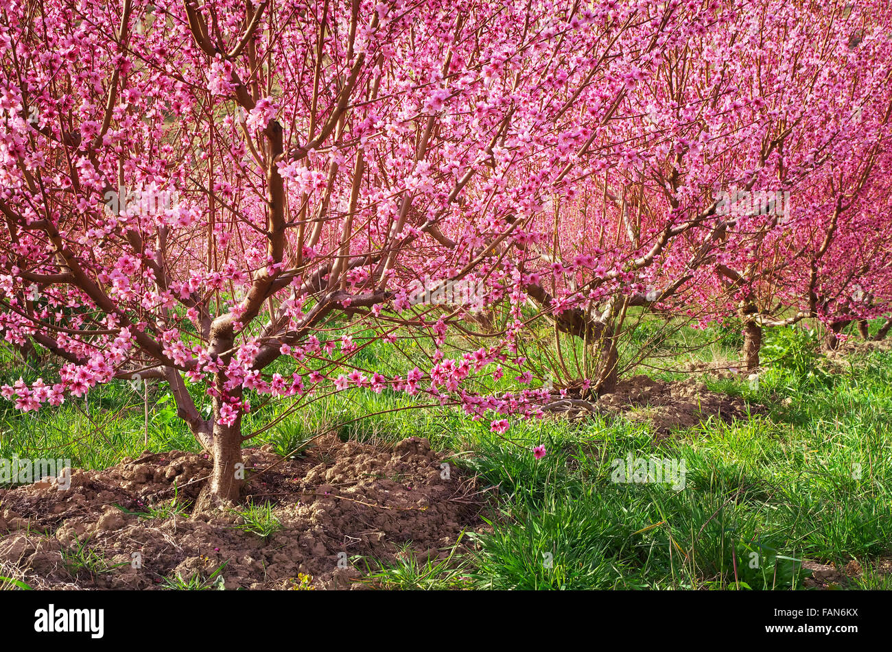 Giardino della molla di pesche. Albero di fiori. La natura della composizione. Foto Stock