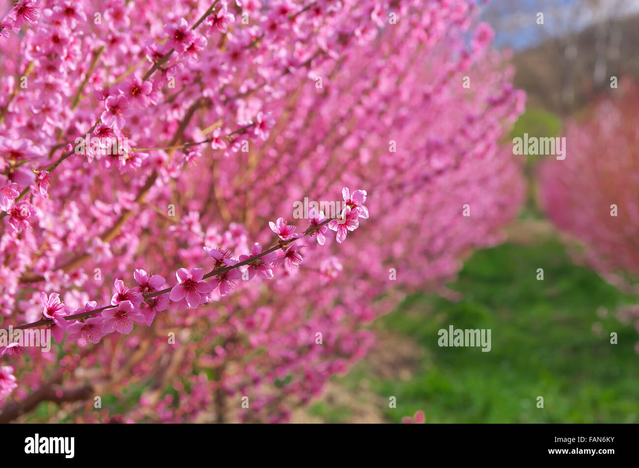 Il ramo della molla di pesche. Albero di fiori. La natura della composizione. Foto Stock