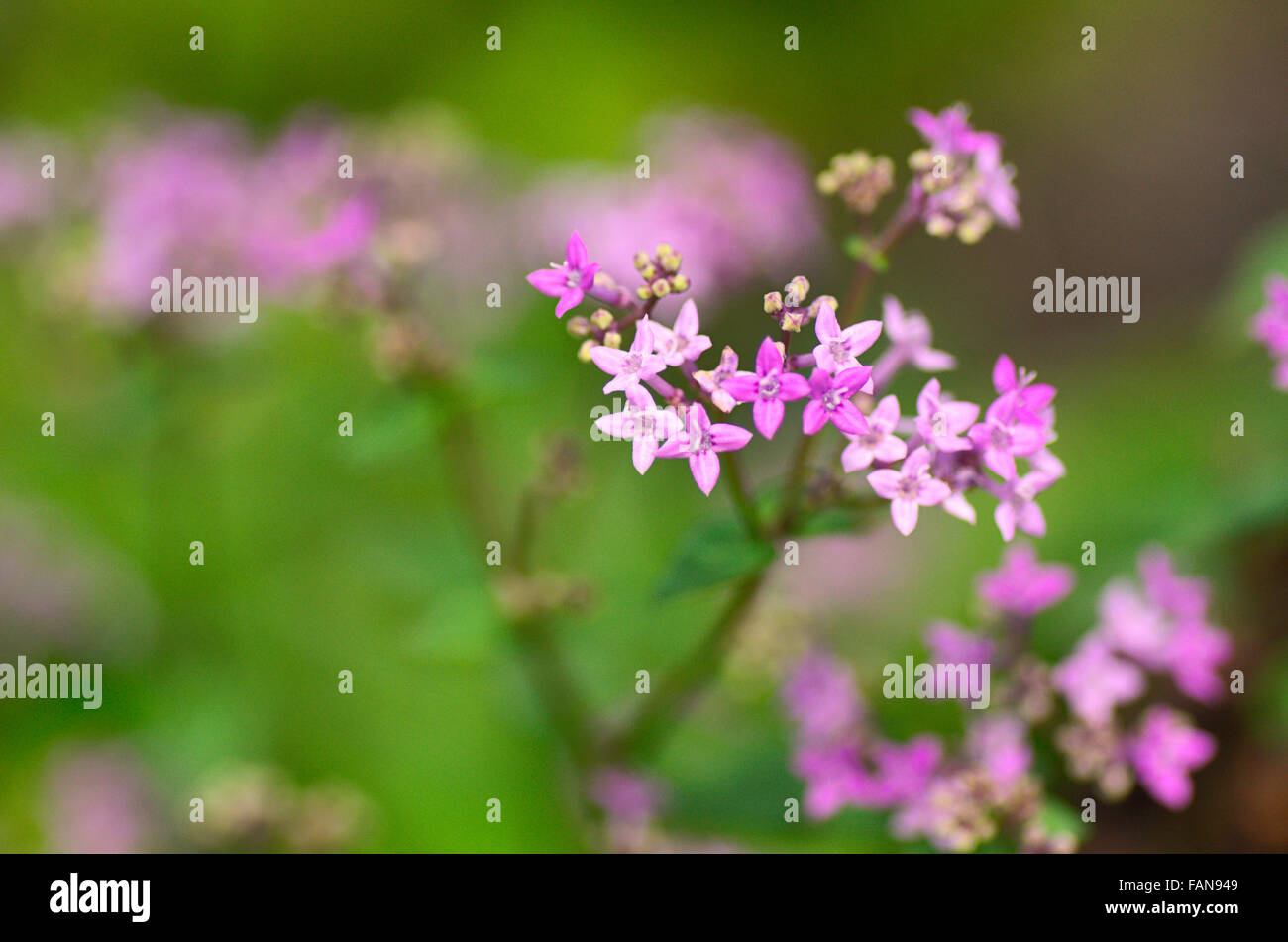 Rosa a forma di stella fiori, Kass altopiano, biodiversità, Sito del Patrimonio Mondiale, Satara, Maharashtra, India Foto Stock