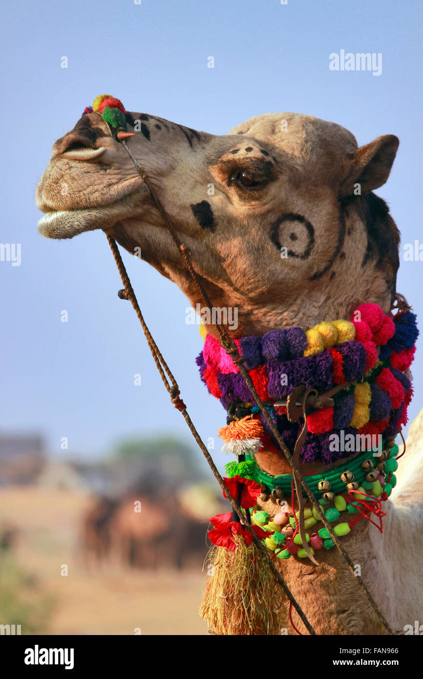 Decorate e dipinte di cammello, di Pushkar, Rajasthan, India Foto Stock