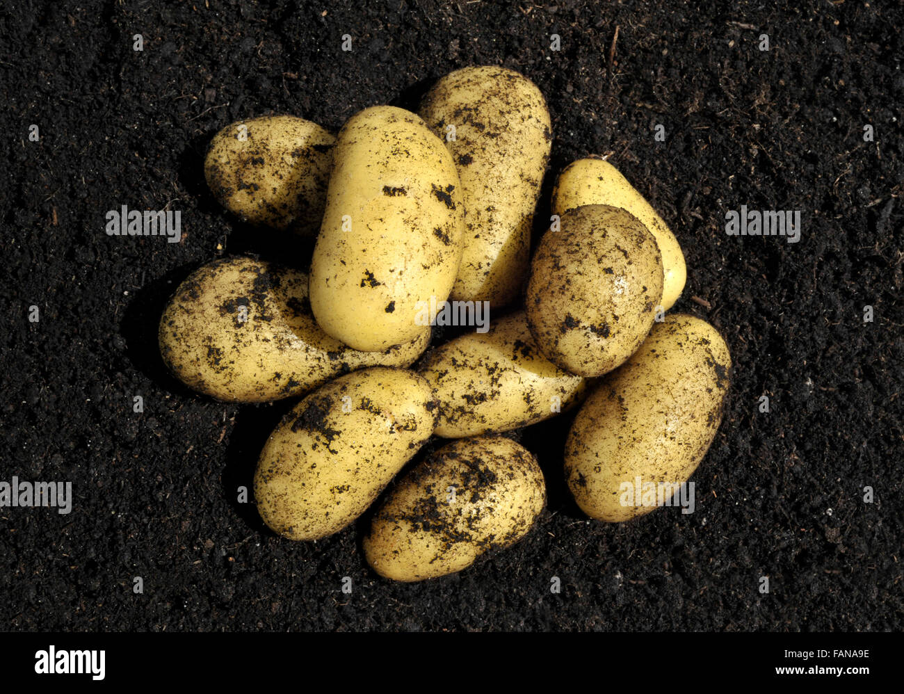 Appena sollevato Charlotte waxy insalata di nuove varietà di patate coltivate in compost. Foto Stock