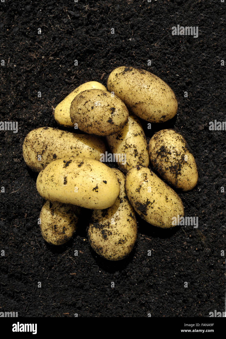 Appena raccolto Charlotte nuovo insalata di patate coltivate in compost. Foto Stock