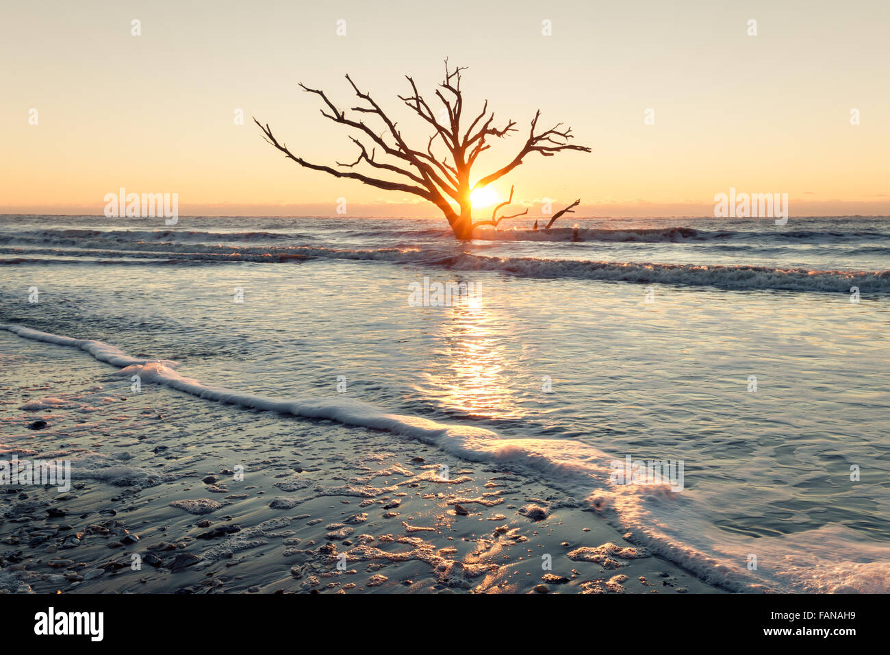 Albero solitario a sunrise. Botany Bay beach, Edisto Island, South Carolina, STATI UNITI D'AMERICA Foto Stock