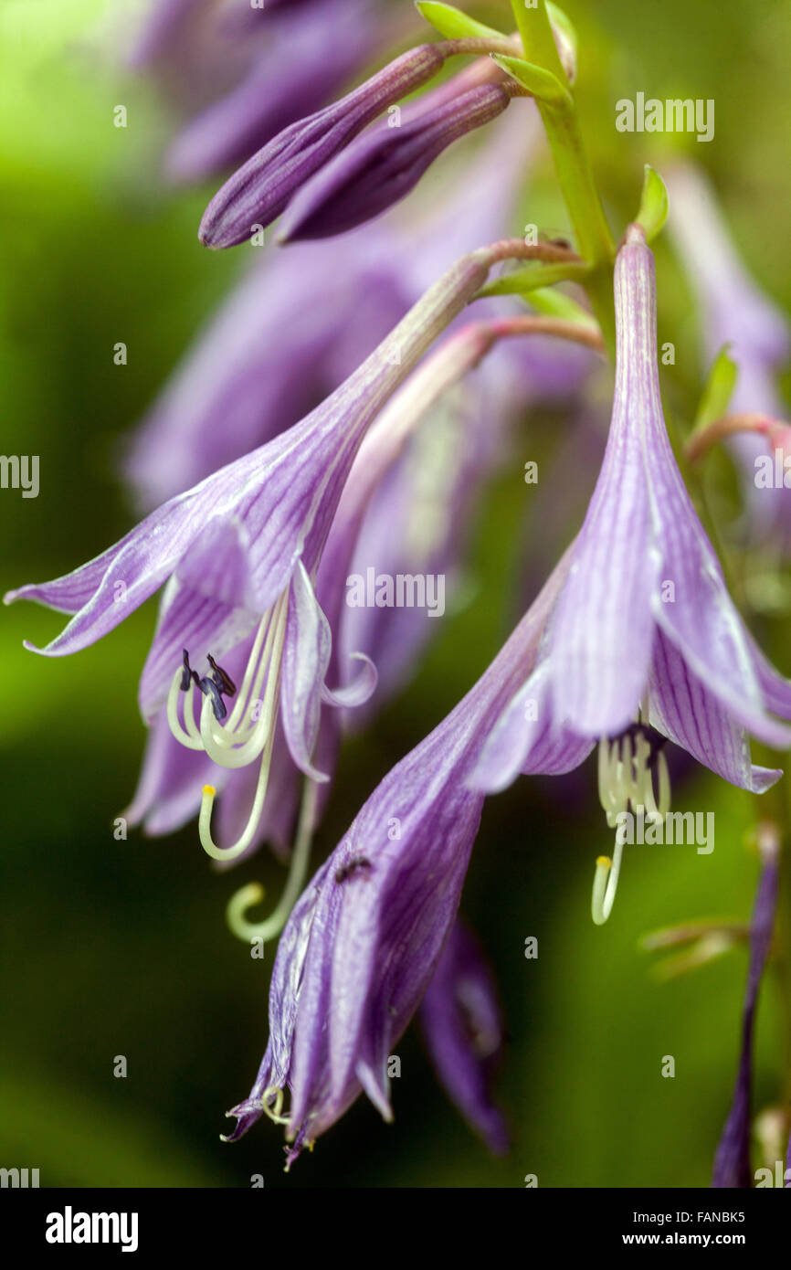 Hosta fiore primo piano Foto Stock Hosta fiore primo piano Foto Stock