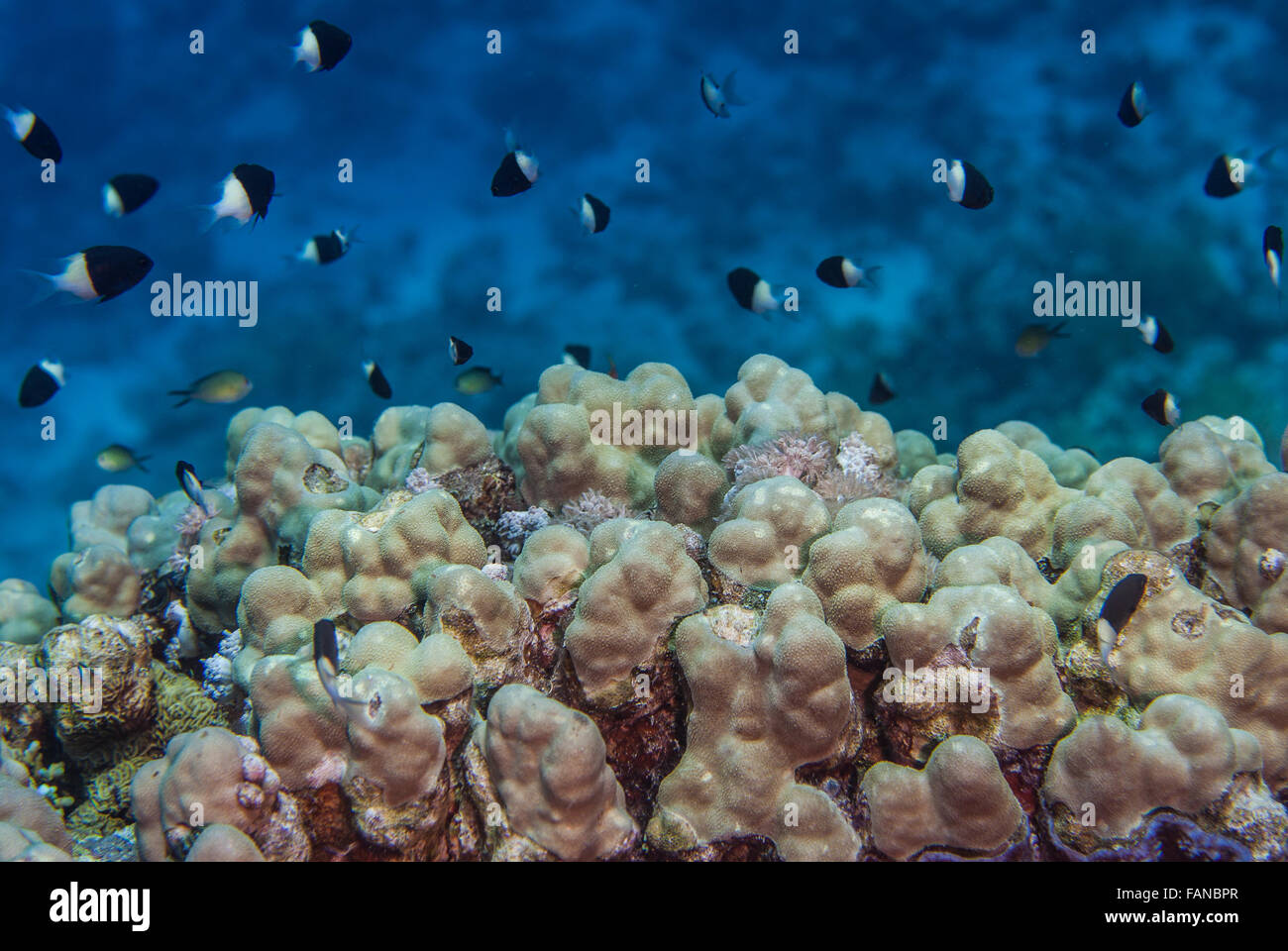 Porites nodifera, Poritidae, coralli duri, Mar Rosso, Sharm el-Sheikh, Egitto Foto Stock
