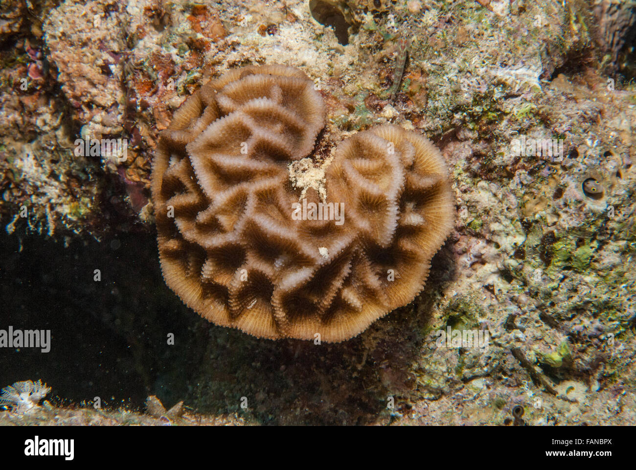 Chiuso il cervello del corallo, Goniastrea pectinata, Faviidae, Sharm el Sheikh, Mar Rosso, Egitto Foto Stock