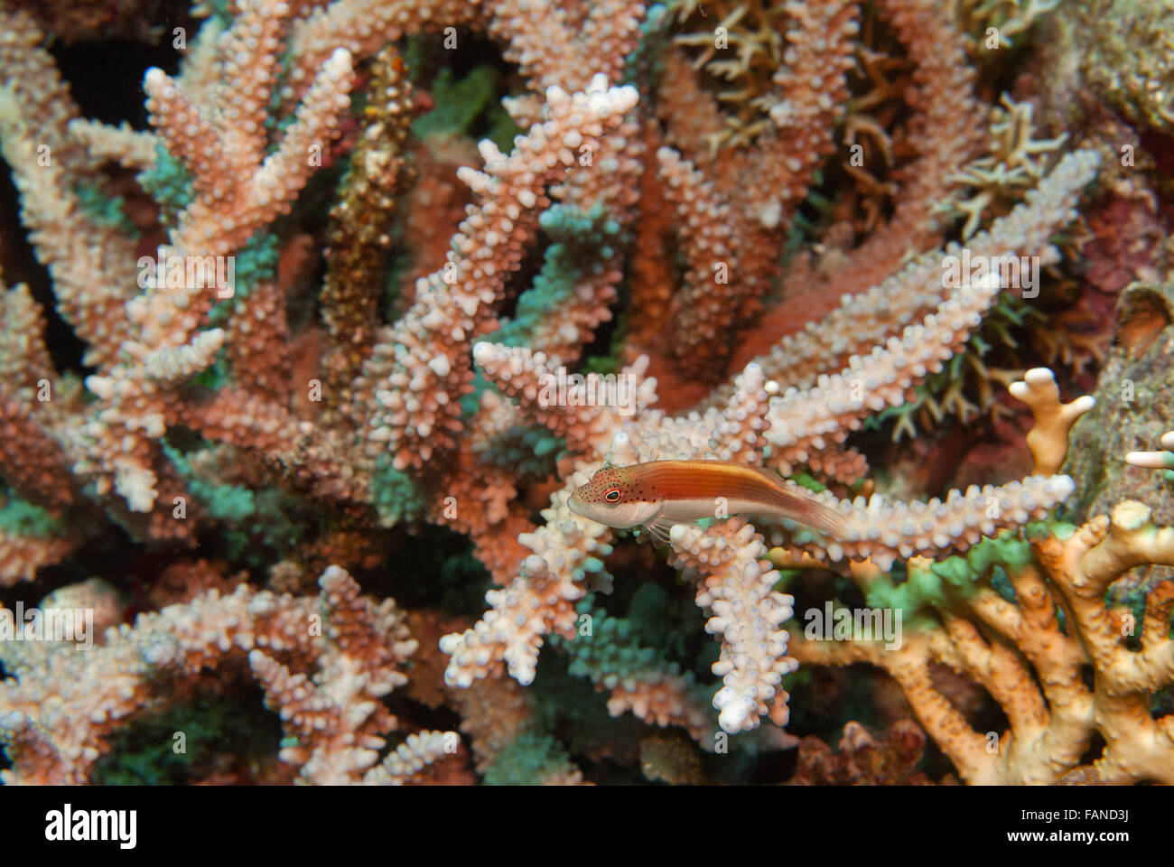 Freckled hawkfish, Paracirrhites forsteri, Cirrhitidae, su Acropora nobilis, Acroporidae, Sharm el Sheikh, Mar Rosso, Egitto Foto Stock