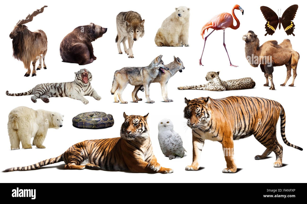 Tiger e altra fauna asiatica. Isolato su sfondo bianco con ombra Foto Stock