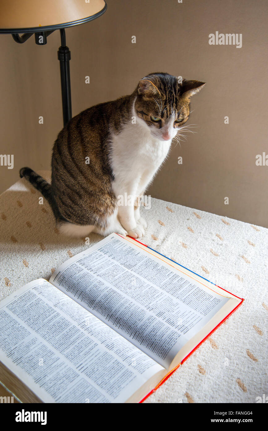 Gatto seduto su un tavolo accanto a un dizionario. Foto Stock