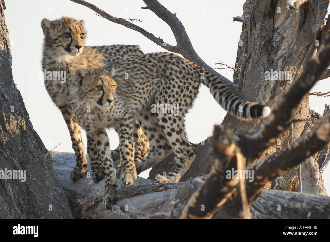 Due ghepardo (Acinonyx jubatus) cubs di arrampicarsi su un albero in Moremi NP (terzo ponte), Botswana Foto Stock Due ghepardo (Acinonyx jubatus) cubs di arrampicarsi su un albero in Moremi NP (terzo ponte), Botswana Foto Stock
