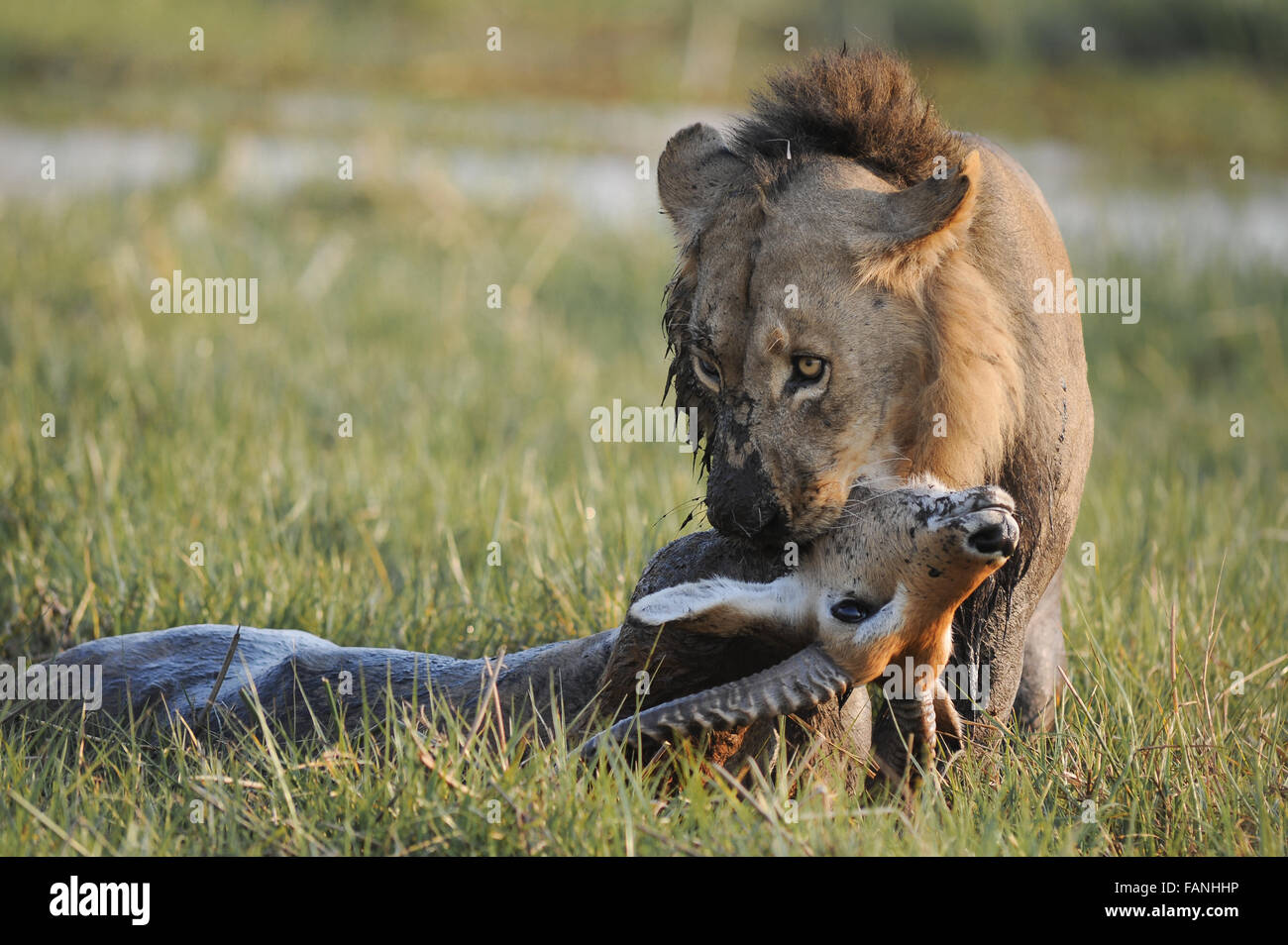 Leone maschio (panthera leo) uccidendo un lechwe rosso in Moremi National Park (Khwai), Botswana Foto Stock