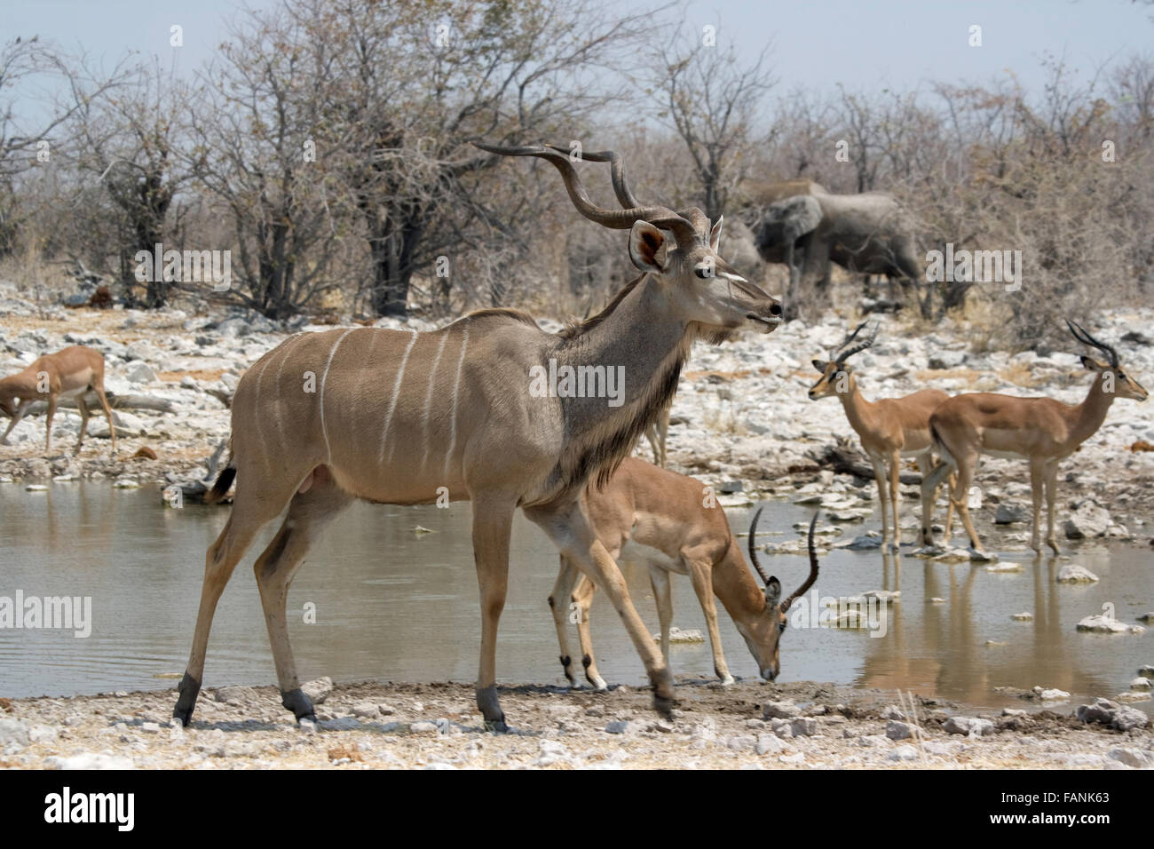 Kudu e antilopi a Watering Hole in Etosha, Namibia, elefante in background Foto Stock