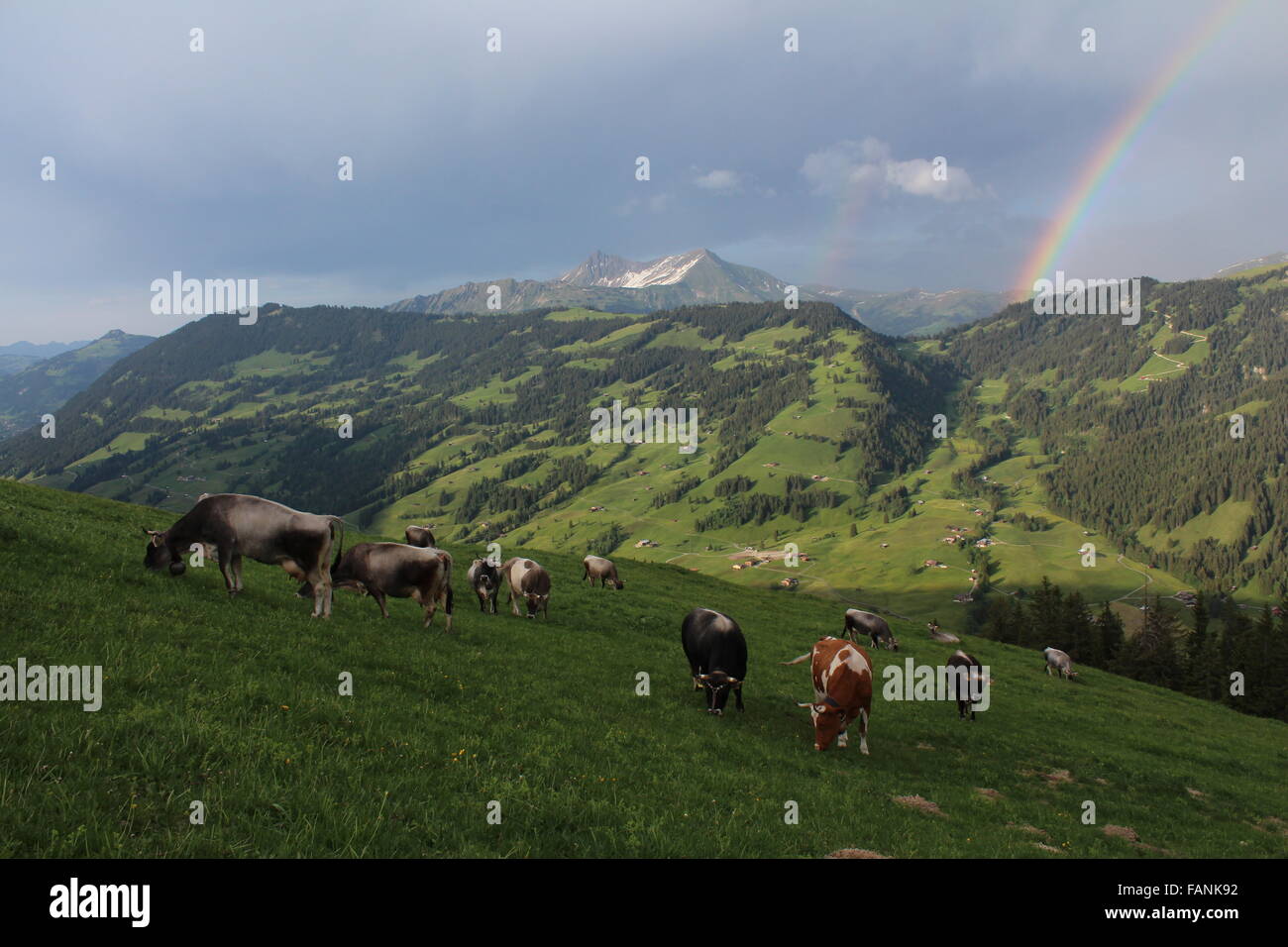 Mucche al pascolo su un prato di montagna Foto Stock