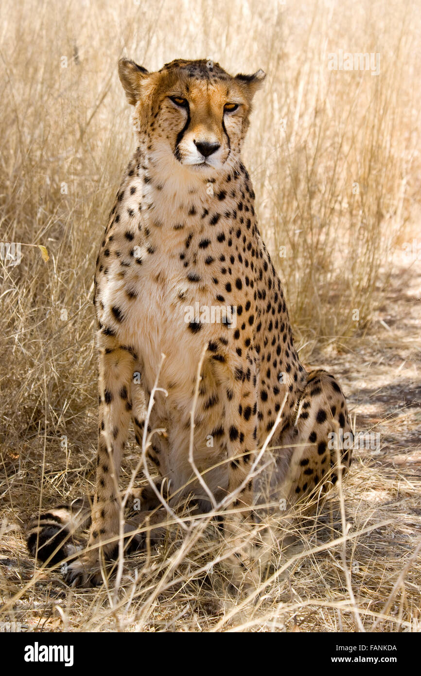 Udienza cheetah con occhi tristi direttamente alla fotocamera, macchiato, mimetizzata Foto Stock