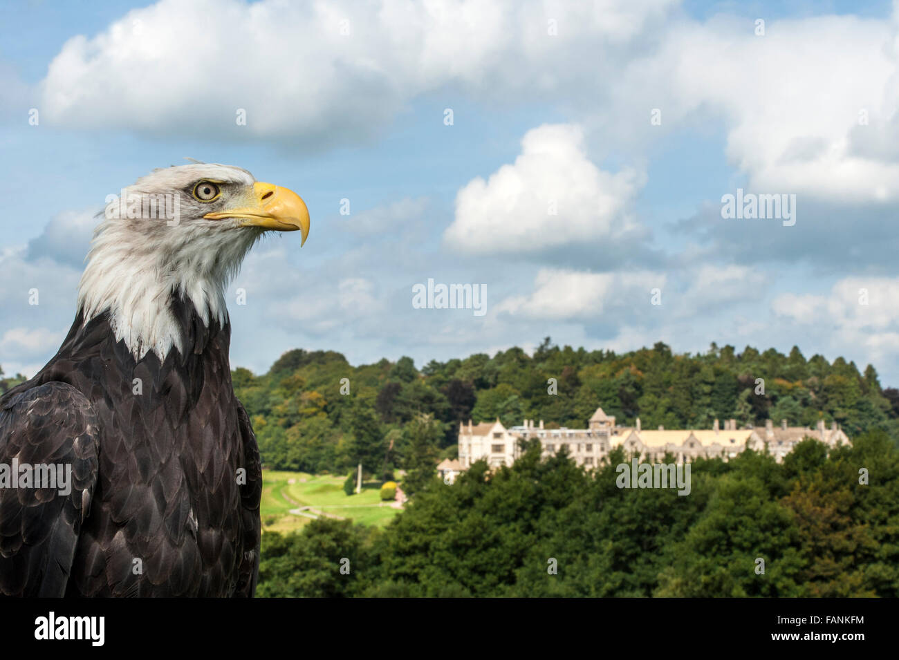 Aquila calva (Haliaeetus leucocephalus) con Bovey Castle hotel in background Dartmoor, Inghilterra, Gran Bretagna, Regno Unito Foto Stock
