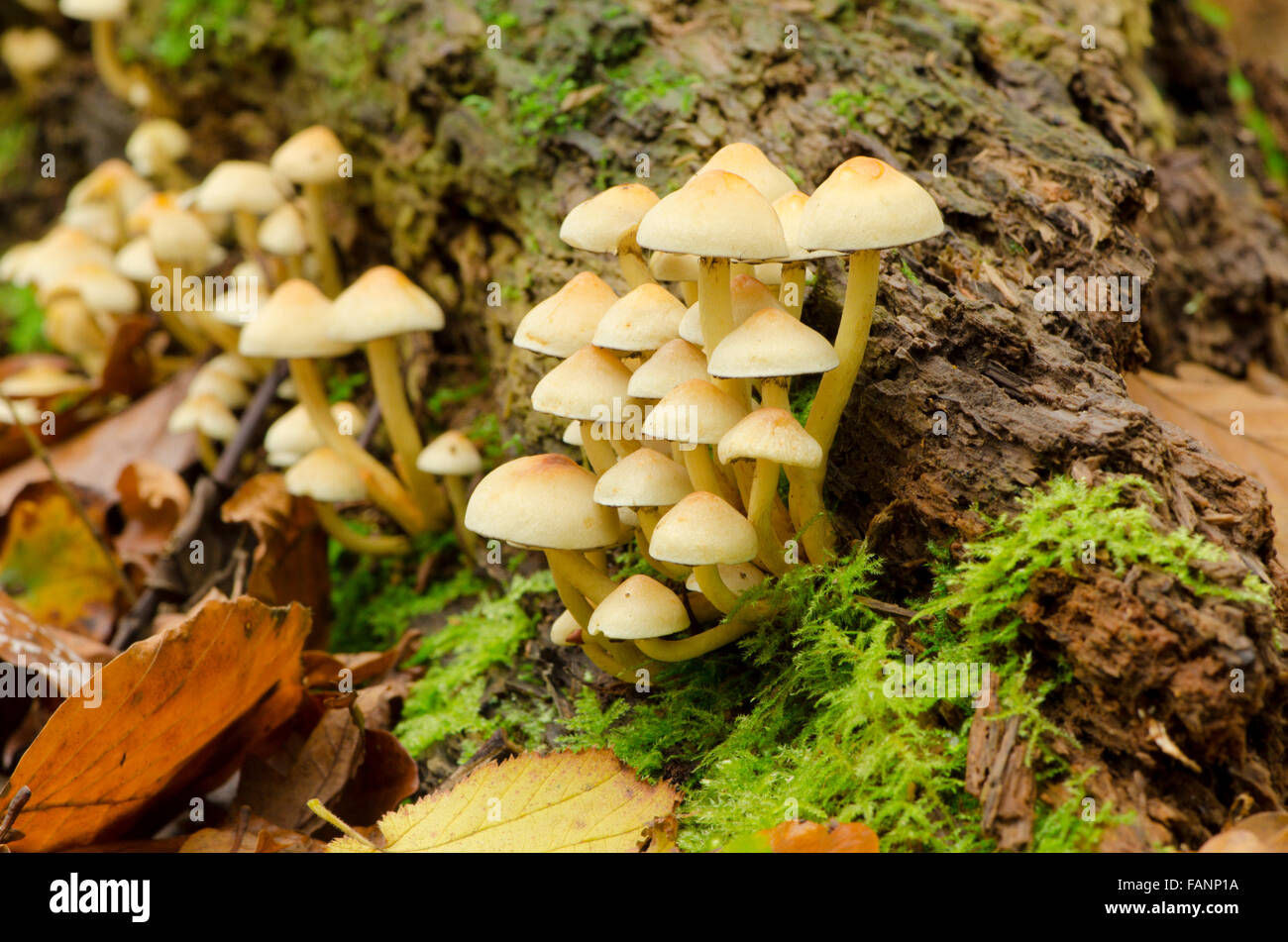 Ciuffo di zolfo [Hypholoma fasciculare] Novembre. Sussex, Regno Unito. Autunno Foto Stock