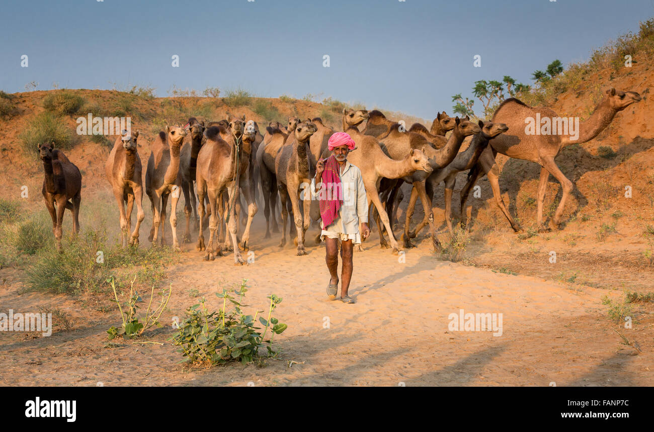 Cammelli sul modo di Pushkar Mela, Pushkar Camel Fair, Rajasthan, India Foto Stock