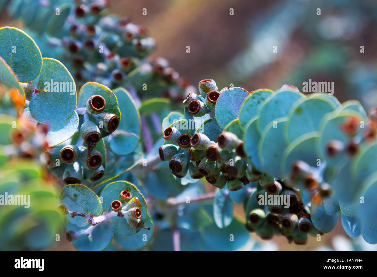 Primo piano di eucalipto krueseana impianto (eucalipto krueseana) Foto Stock