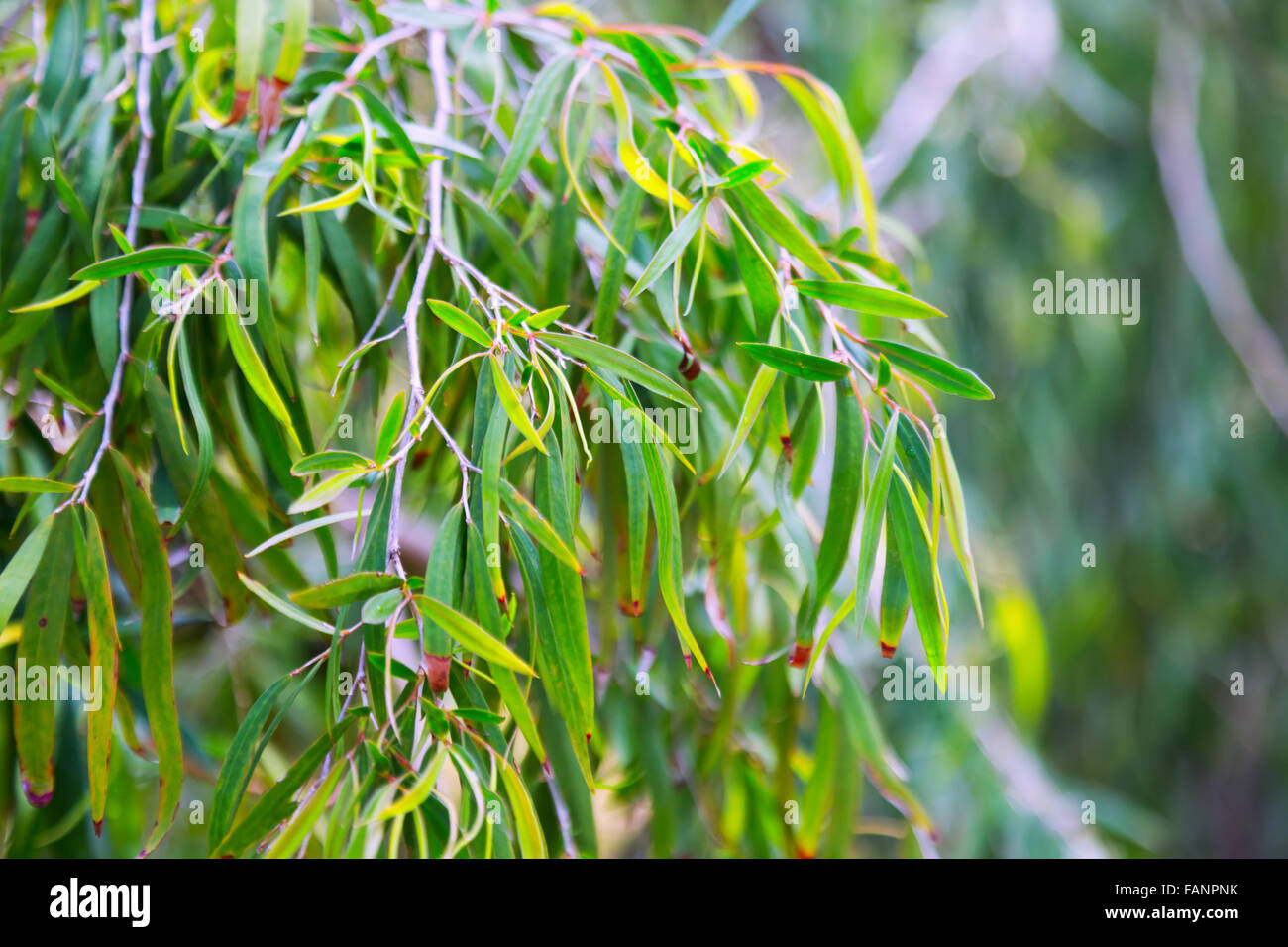 Primo piano di willow pepermint (Agonis flexuosa) impianto in primavera Foto Stock