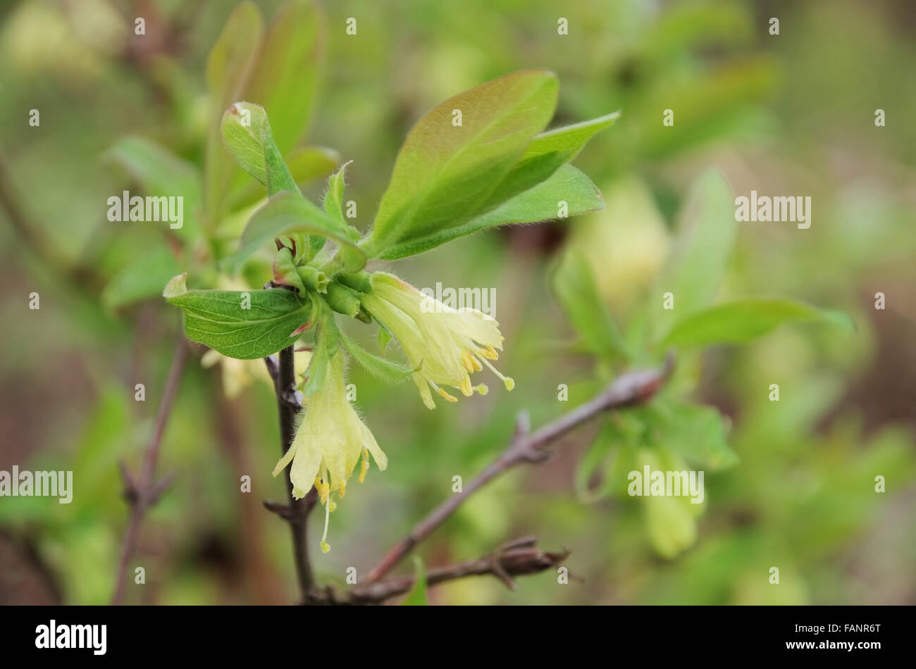 Maibeere Bluete - Lonicera kamtschatica blossom 01 Foto Stock