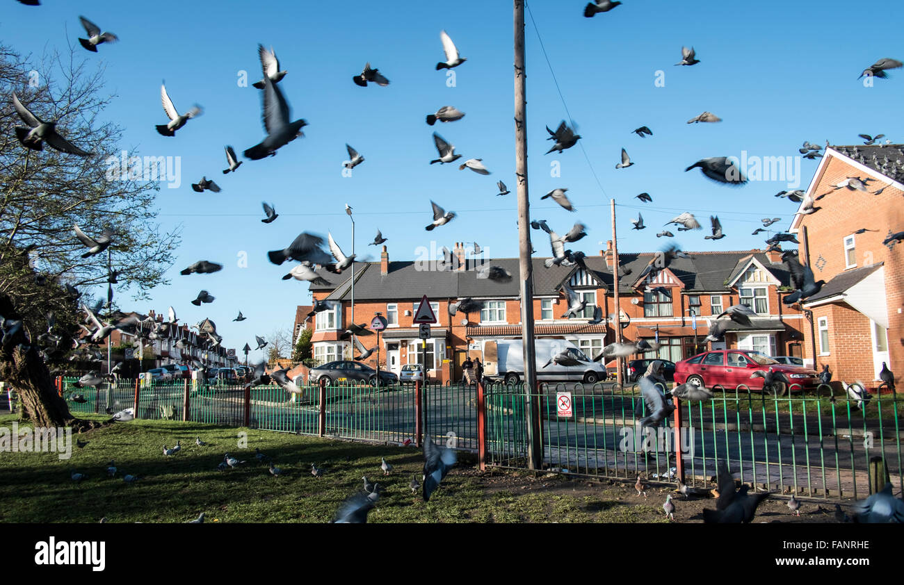 Piccioni urbani prendono il volo in Birmingham West Midlands. Foto Stock