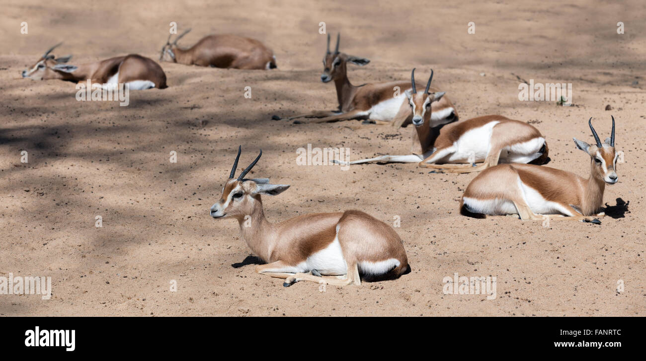 Qualche seduta gazzelle Dorcas (Gazella dorcas) sulla sabbia a pochi sahariani gazzelle Dorcas sulla sabbia nella natura selvaggia Foto Stock