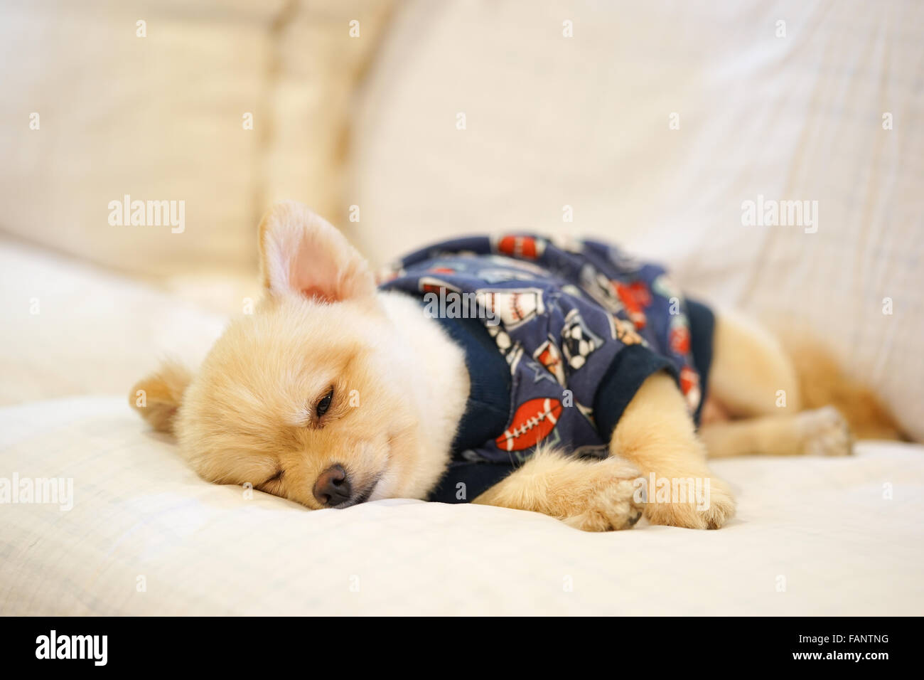 Assonnato pomerania cane che indossa la t-shirt sonnecchiare sul divano Foto Stock