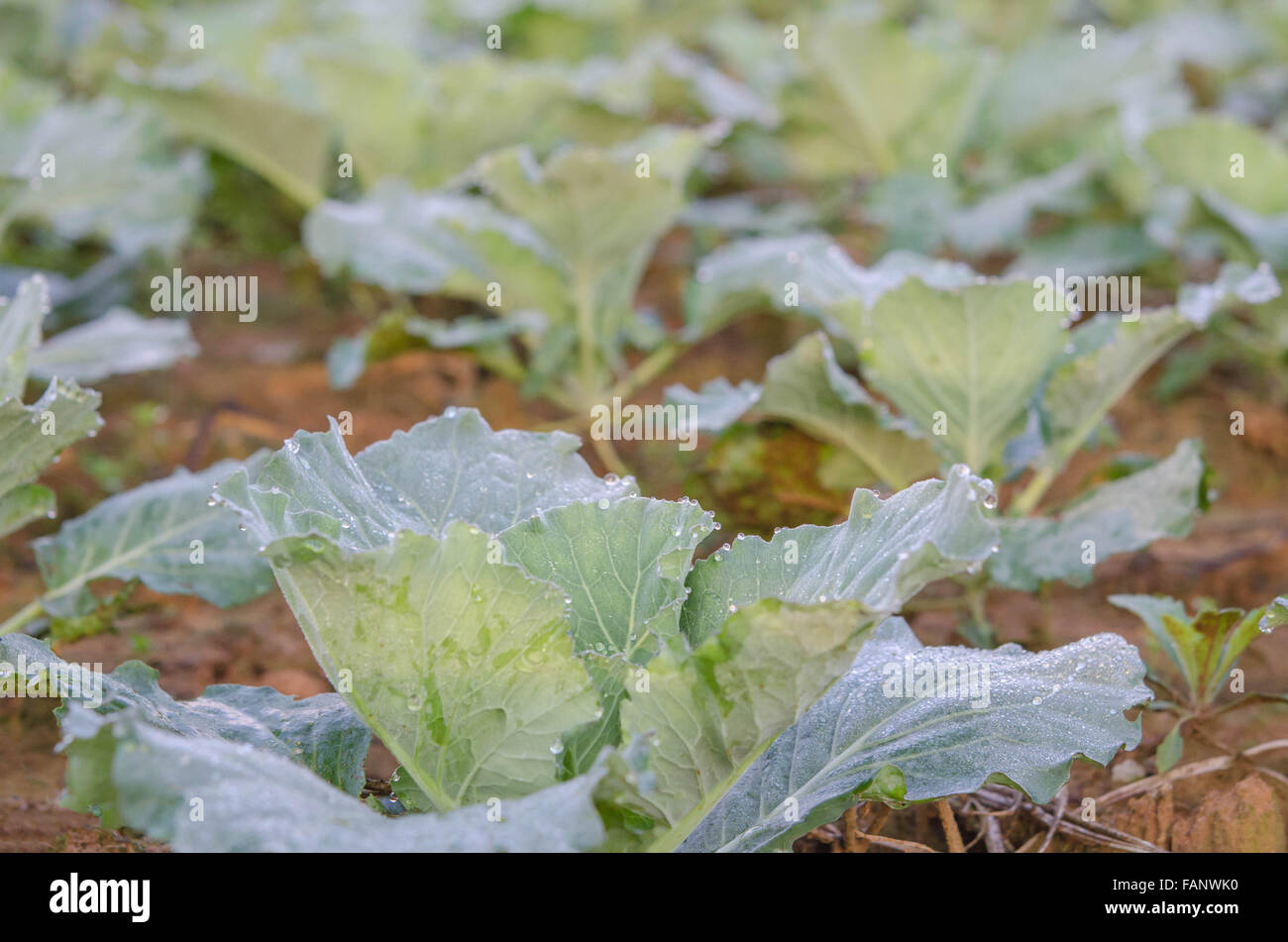 Close-up di cavolo fresco nel giardino vegetale Foto Stock