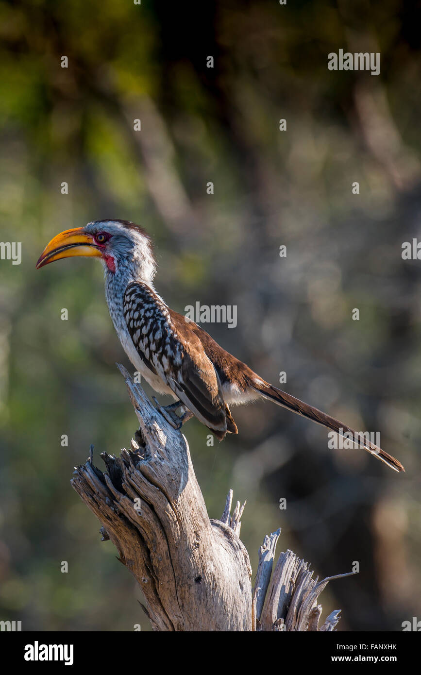 Southern Yellow-fatturati hornbill (Tockus leucomelas), Rattray, Mala Mala Game Reserve, Sabi Sand Game Reserve, Mpumalanga Foto Stock