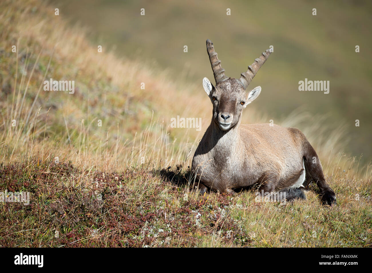 Stambecco delle Alpi (Capra ibex) maschio nel prato, Kaiser-Franz-Josefs-Höhe, Alti Tauri Parco Nazionale della Carinzia, Austria Foto Stock