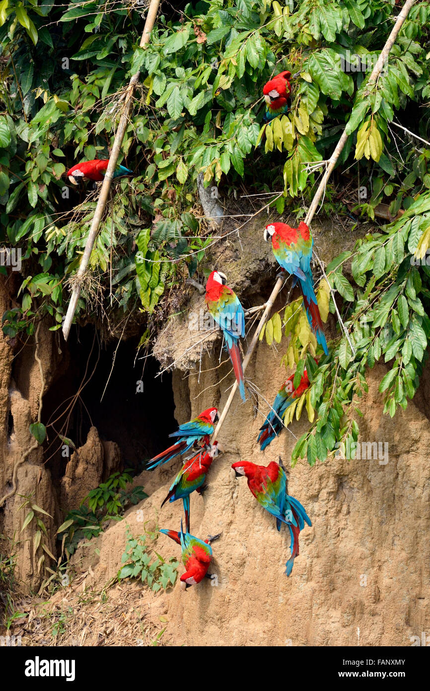 Rosso-verde macaw (Ara chloroptera), colonia su banca di creta, il Parco Nazionale del Manu, Perù Foto Stock