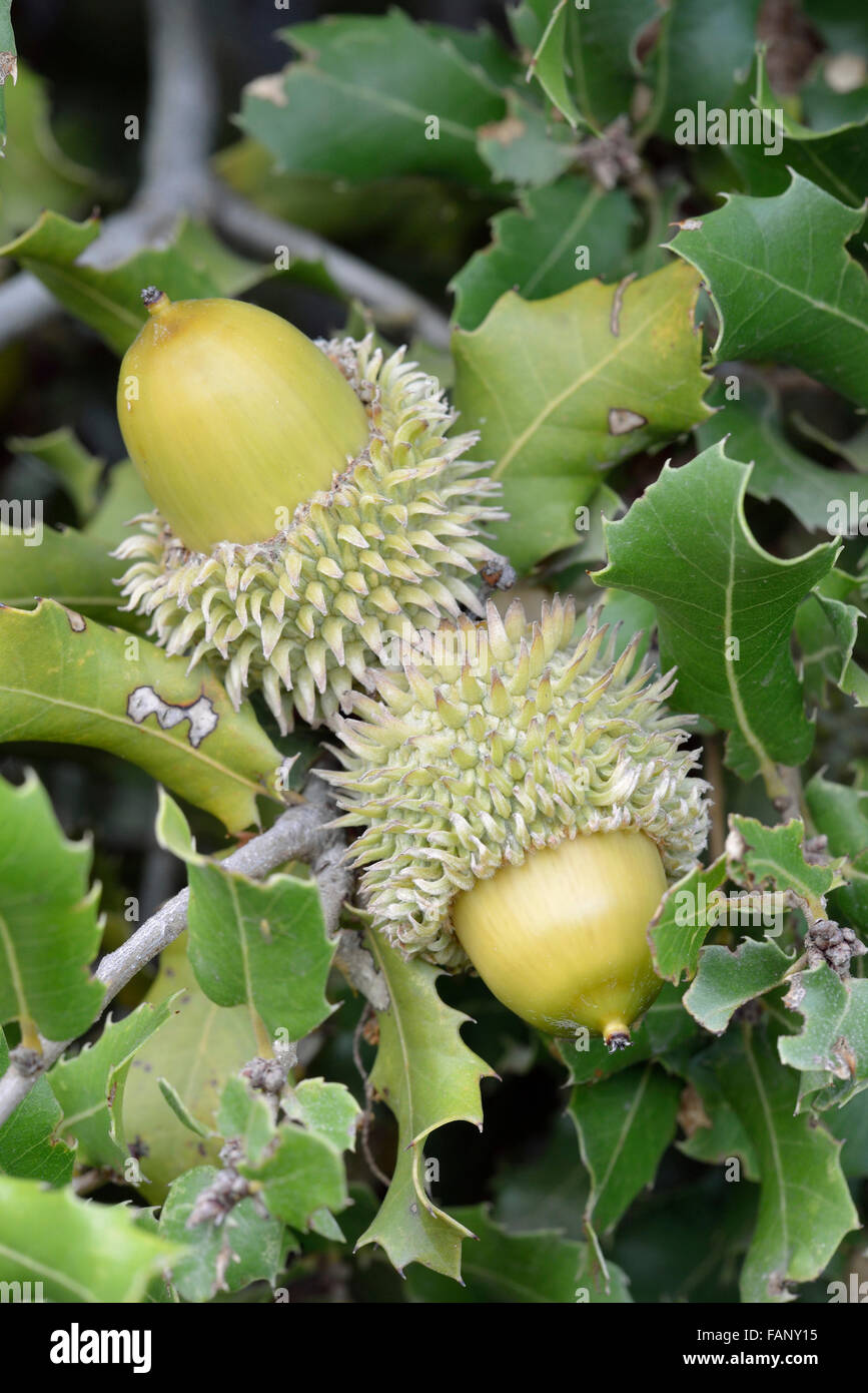 Kermes Oak - Quercus coccifera Closeup di ghiande Foto Stock