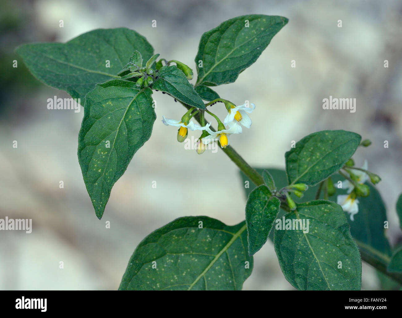 Erba Morella - Solanum nigrum pianta velenosa con fiori Foto Stock