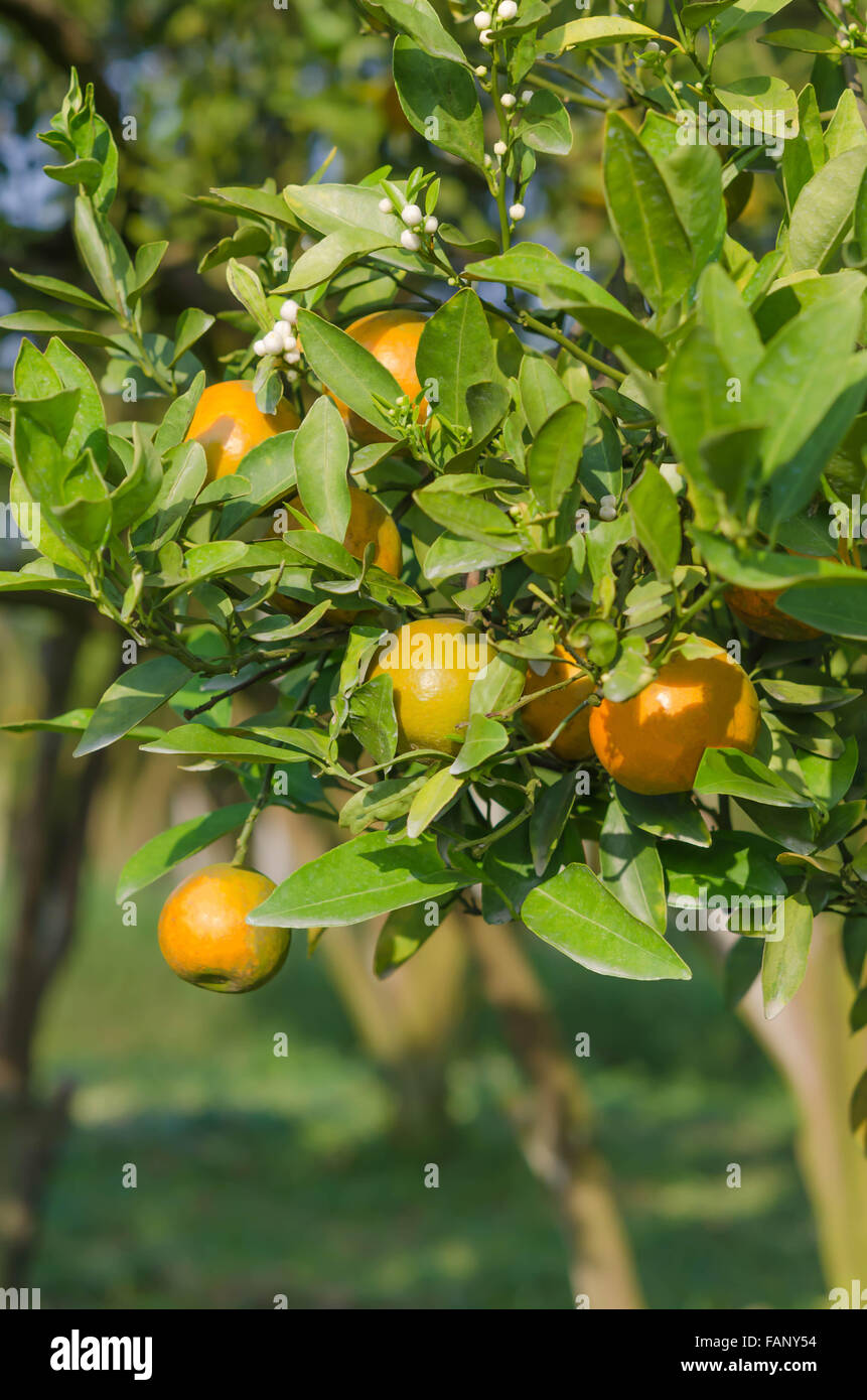 Il ramo arancio frutti con foglie verdi in giardino Foto Stock