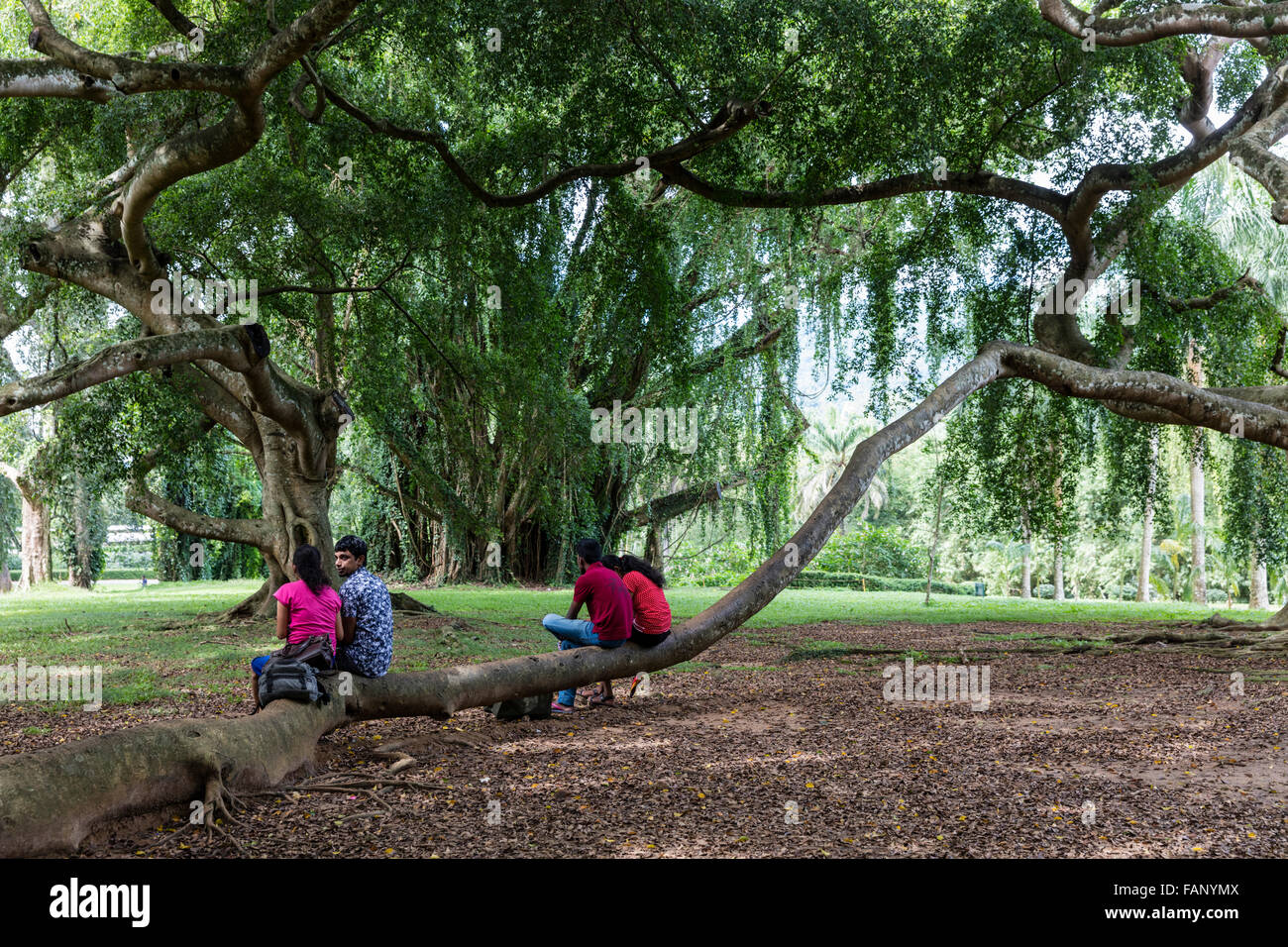 Le coppie sedersi sul ramo di Java enormi alberi di fico presso il Royal Botanical Garden, Peradeniya, Sri Lanka Foto Stock