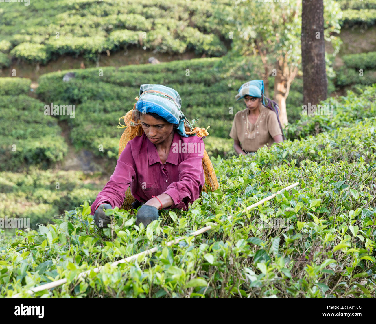 Donne Tamil tè di prelevamento a tenuta di tè vicino a Hatton, Sri Lanka Foto Stock