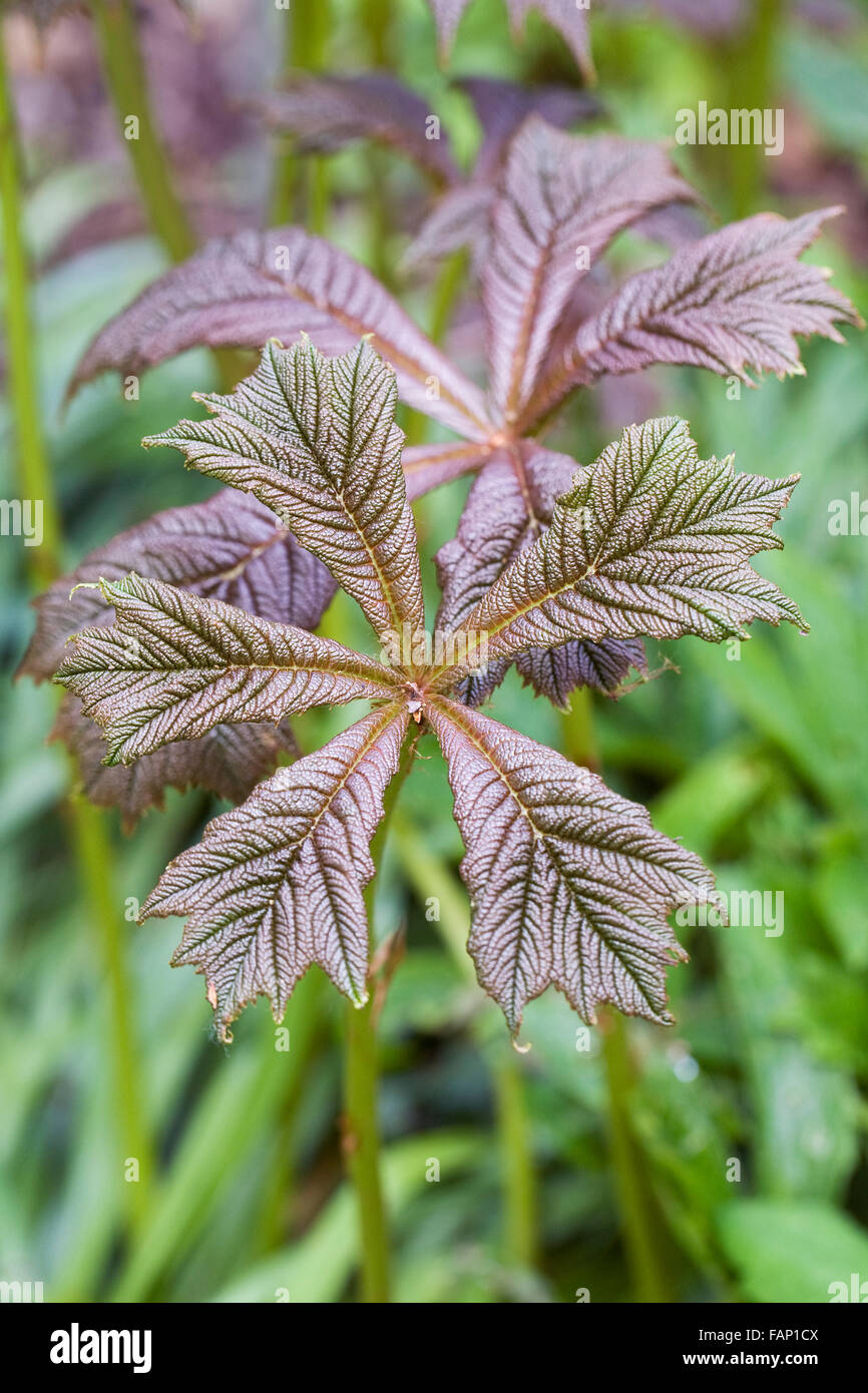 Rodgersia aesculifolia var. henrici foglie in primavera. Foto Stock