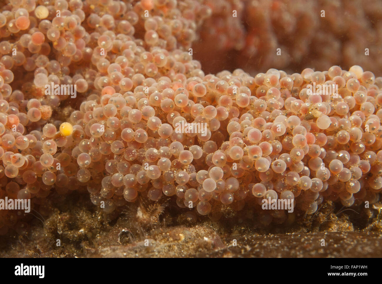 Sea scorpion (Taurulus bubalis) Uova di pesce cluster, subacquea in Loch Fyne, Scozia. Foto Stock