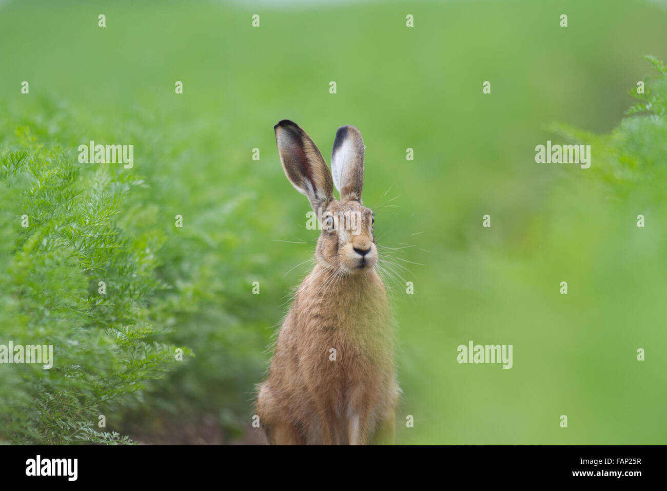 Marrone o lepre comune nel raccolto di carota Foto Stock