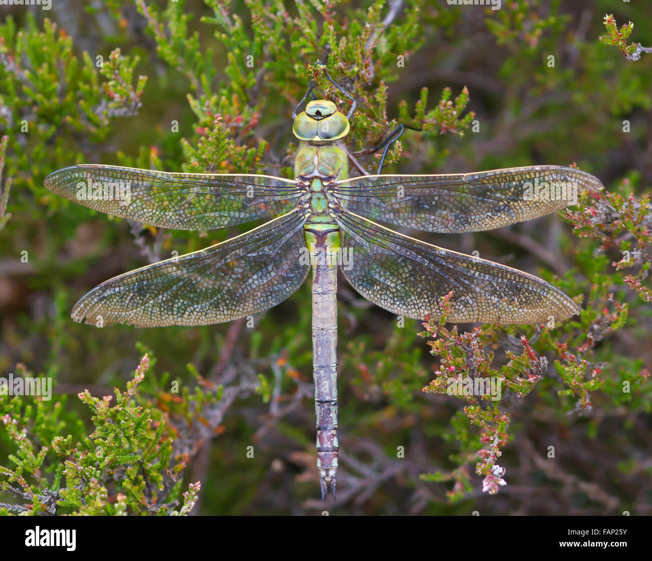 Femmina a forma di libellula imperatore poggiante su Heather Foto Stock