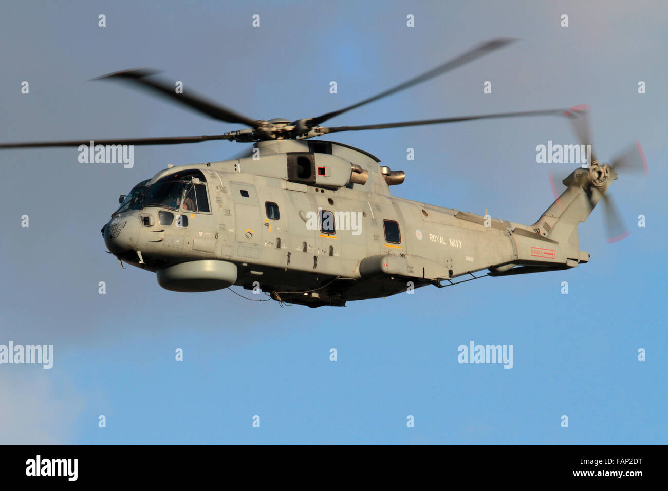 Elicottero militare che vola in aria. AgustaWestland AW101 Merlin HM2 della Royal Navy britannica in volo con ruote in su Foto Stock