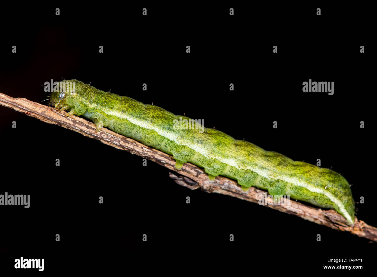 Sfumature di angolo (Phlogophora meticulosa) moth caterpillar. Una coppia di Caterpillar in famiglia Noctuidae, attivo in inverno Foto Stock