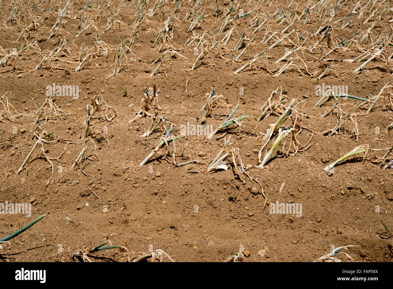 Scalioni su terreni agricoli secchi durante la stagione secca a Sarongge, vicino al Parco Nazionale del Monte Gede Pangrango a Giava Occidentale, Indonesia. Foto Stock