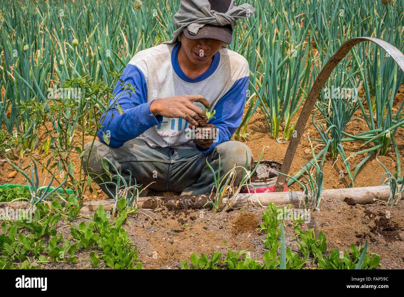 Un agricoltore sta lavorando in una fattoria di scalogno che si trova vicino al confine del Parco Nazionale del Monte Gede Pangrango a Ciputri, Cianjur, Giava Occidentale, Indonesia. Foto Stock